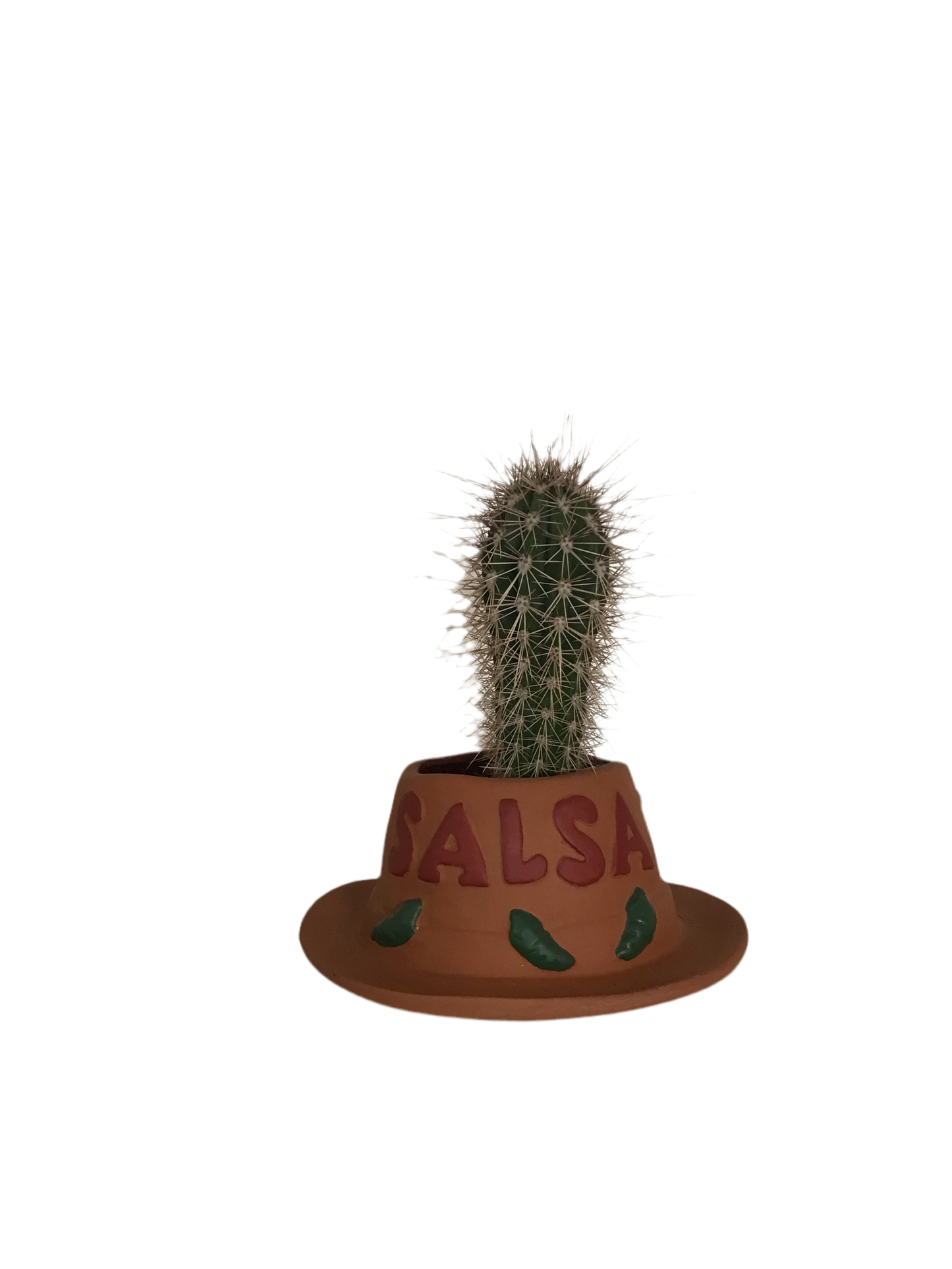 Cactus Salsa Plant