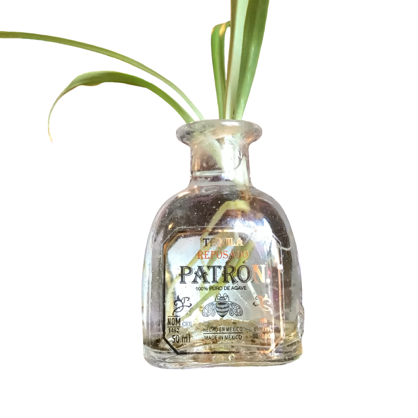 Patron Plant