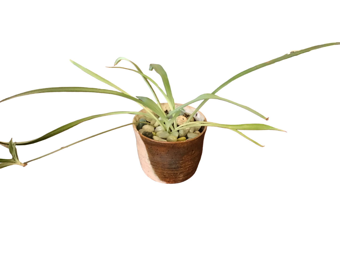 Spider Plant
