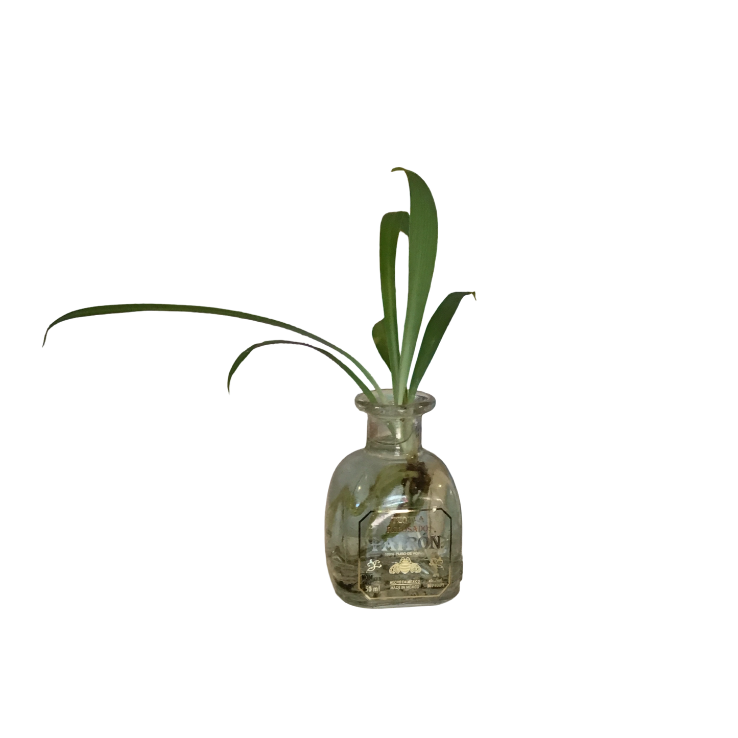 Patron Plant