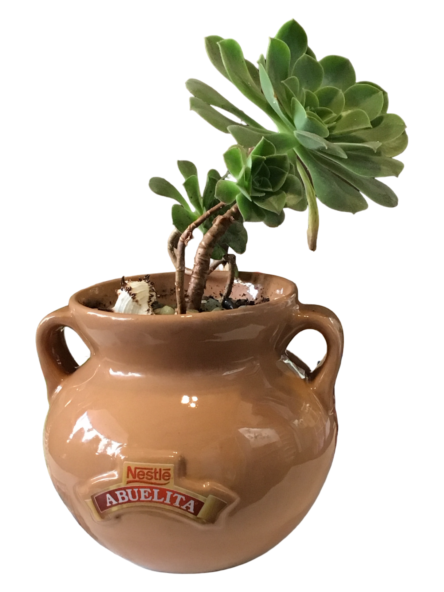 Abuelita Stonecrop Plant