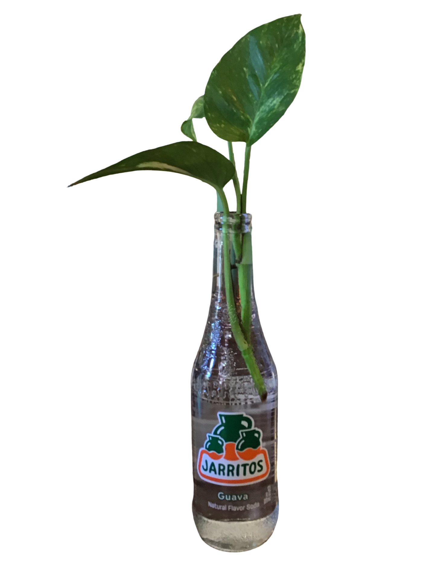 Jarritos Plant