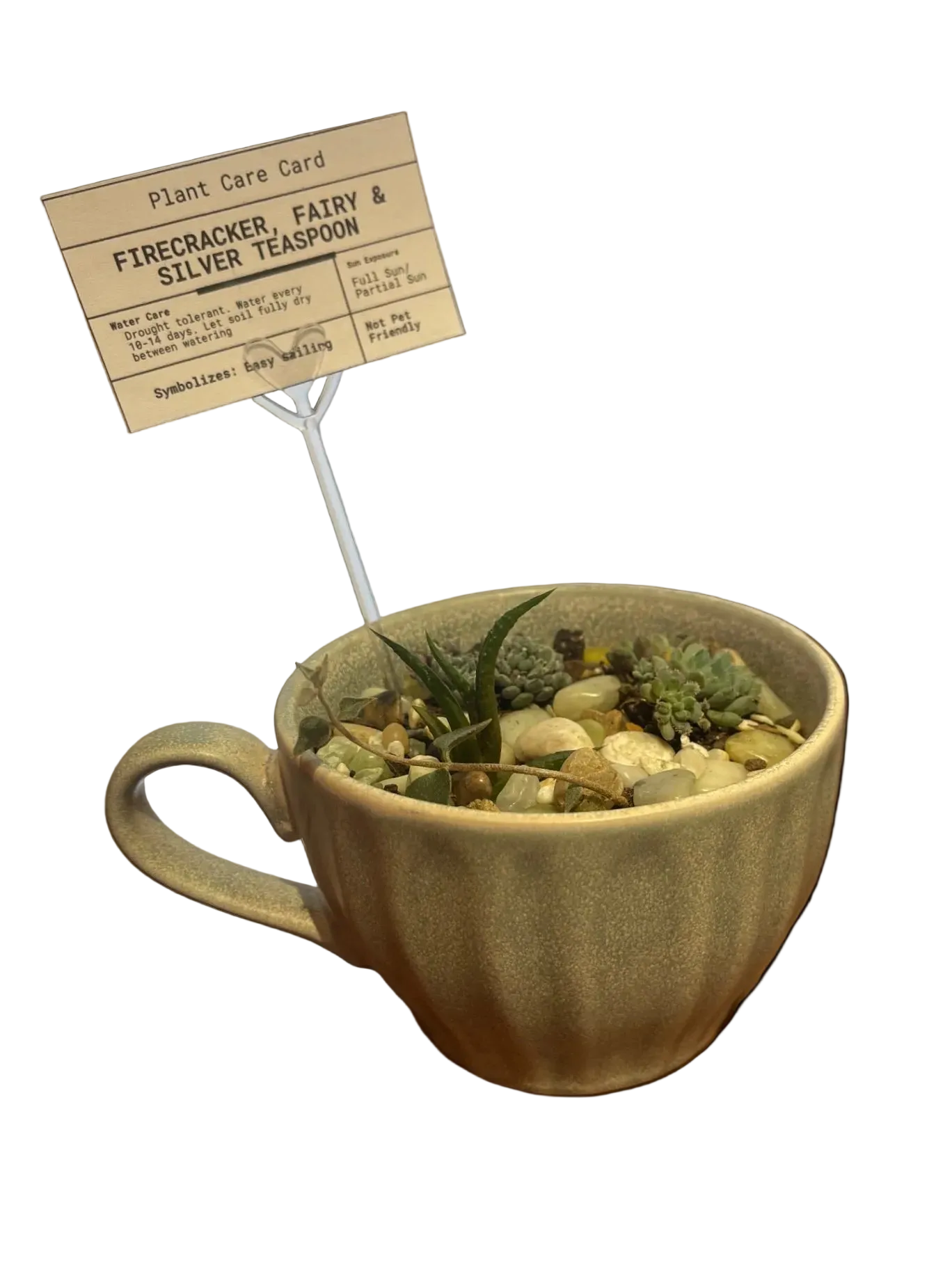 CC Assorted Mug Plant