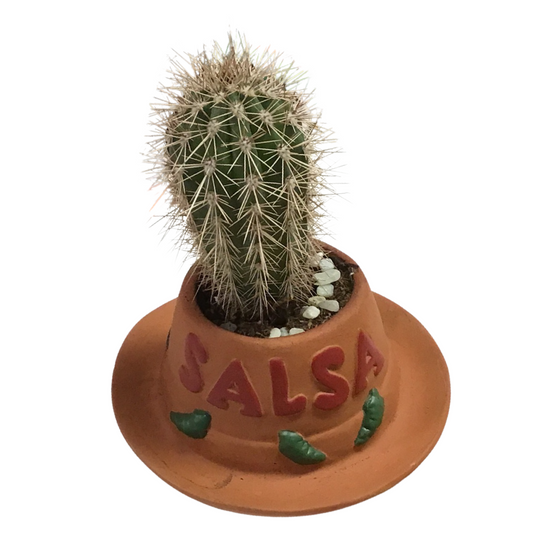 Cactus Salsa Plant