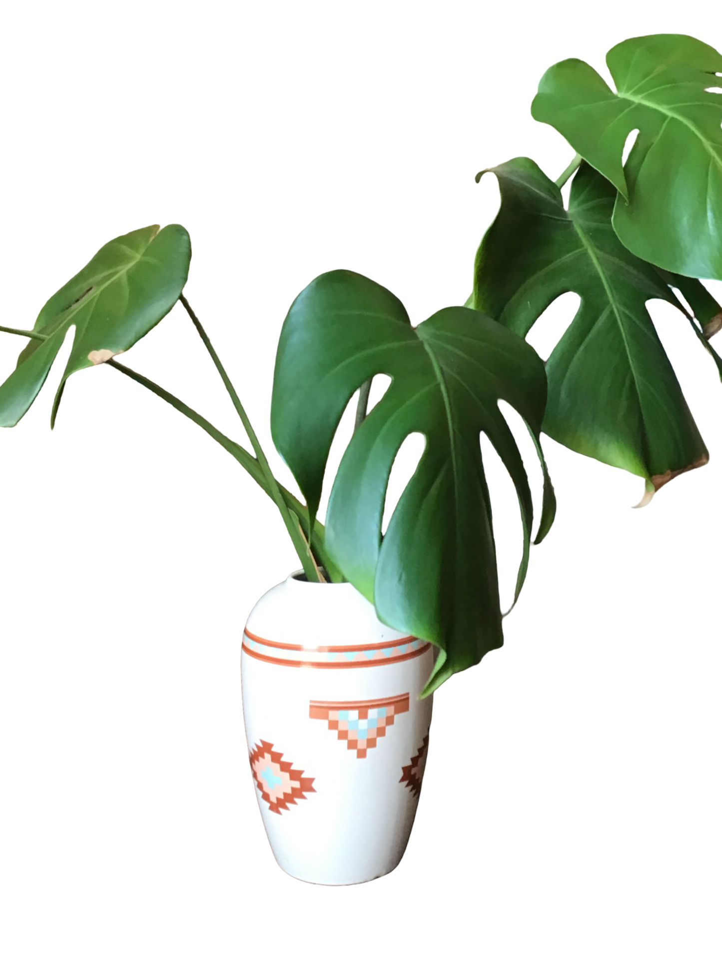 Native Swiss Cheese Plant