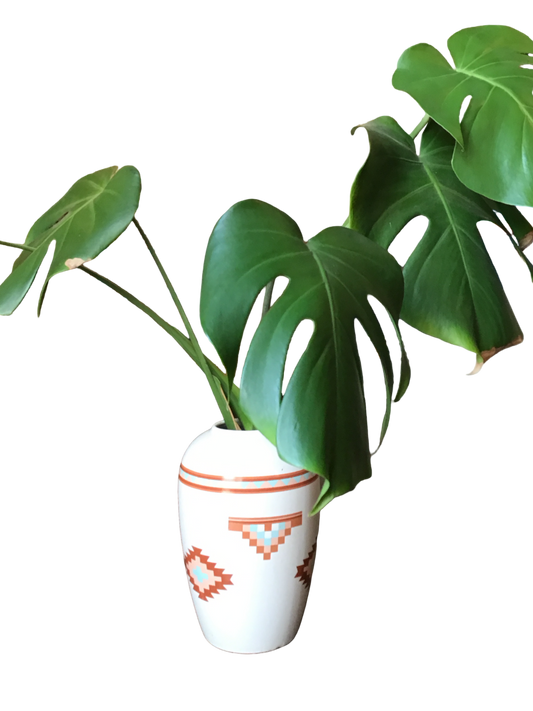 Native Swiss Cheese Plant