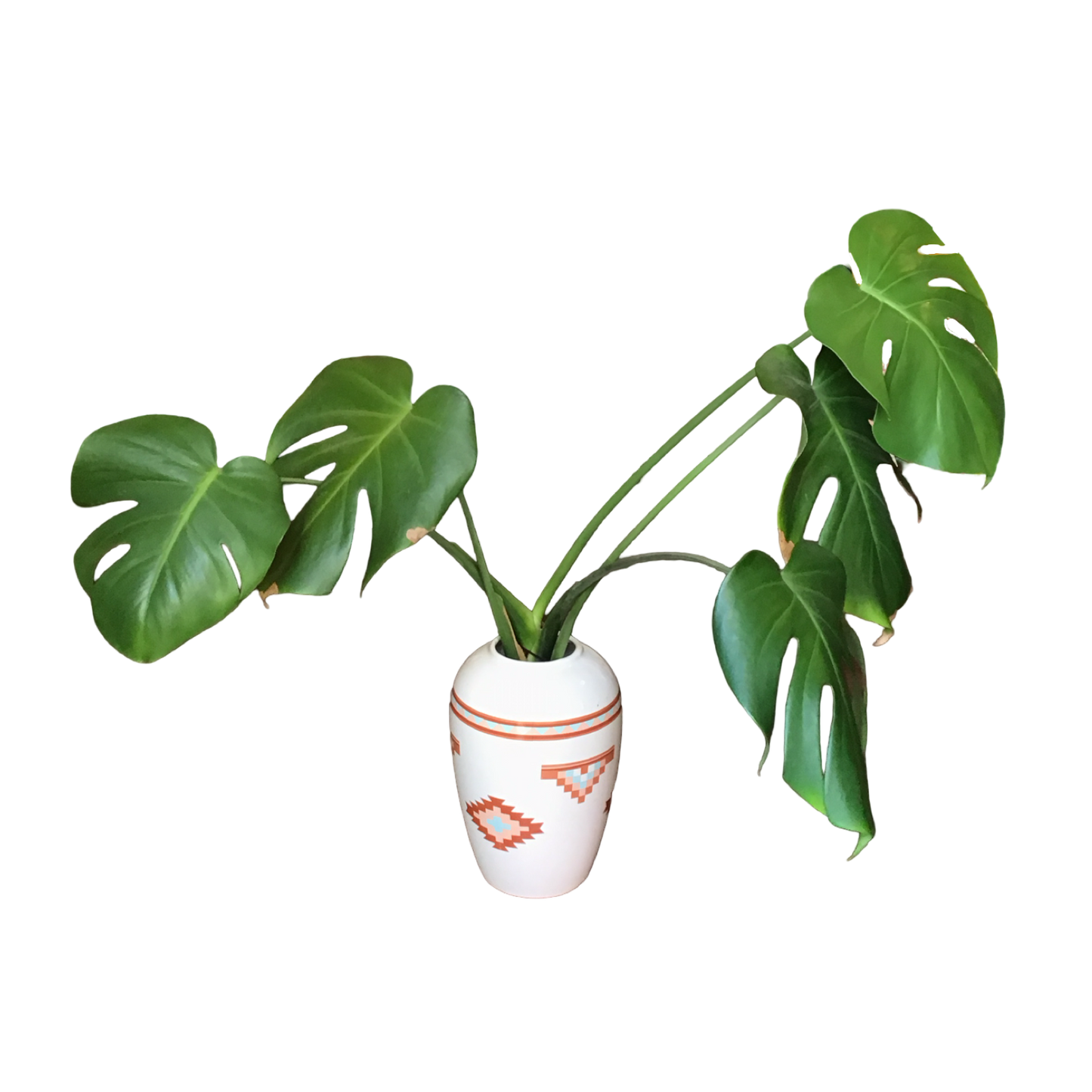 Native Swiss Cheese Plant