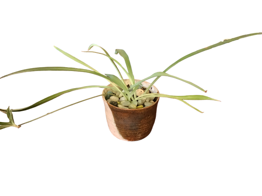 Spider Plant