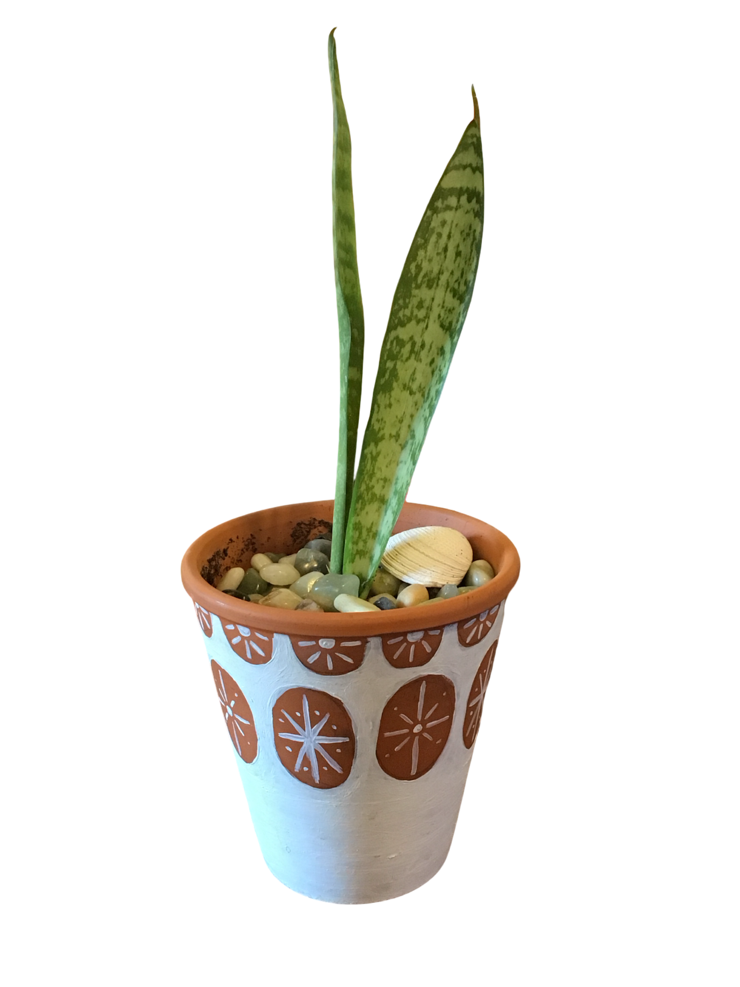 Snake Plant
