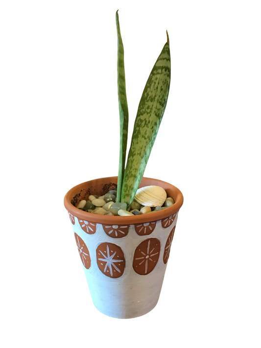 Snake Plant