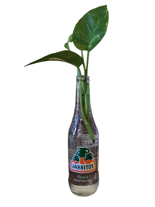 Jarritos Plant